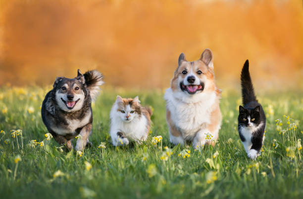 Happy dogs and cats running through a sunlit meadow